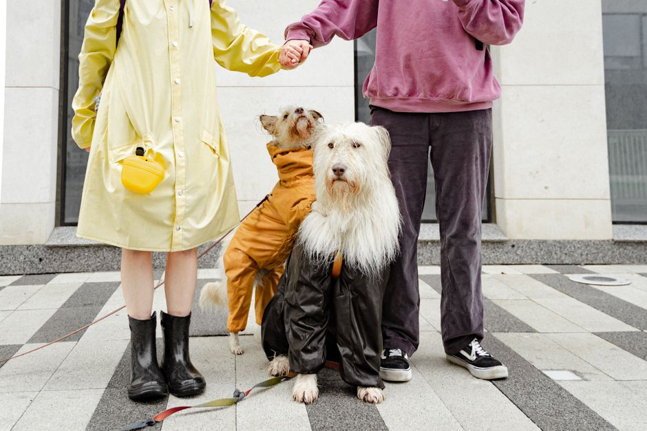 Waterproof Dog Blanket Only Only $6.98 (Reg. $9.99) at Amazon