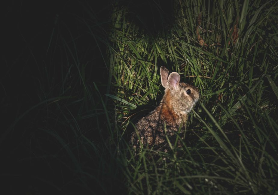 The Night of the Rabbit (Nintendo Switch Digital Only $2 at Nintendo