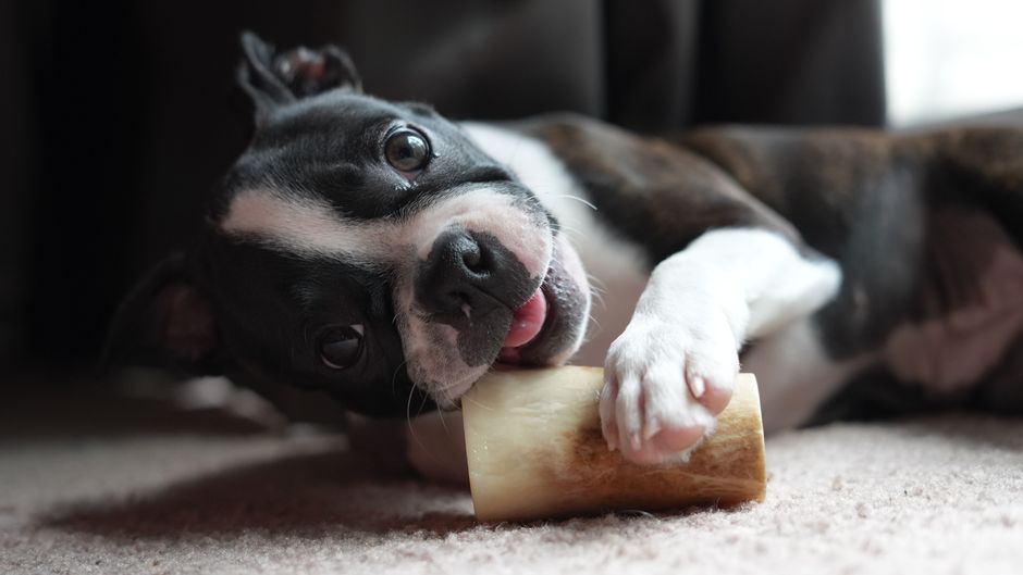 FREE Brutus Bone Broth for Dogs at Publix