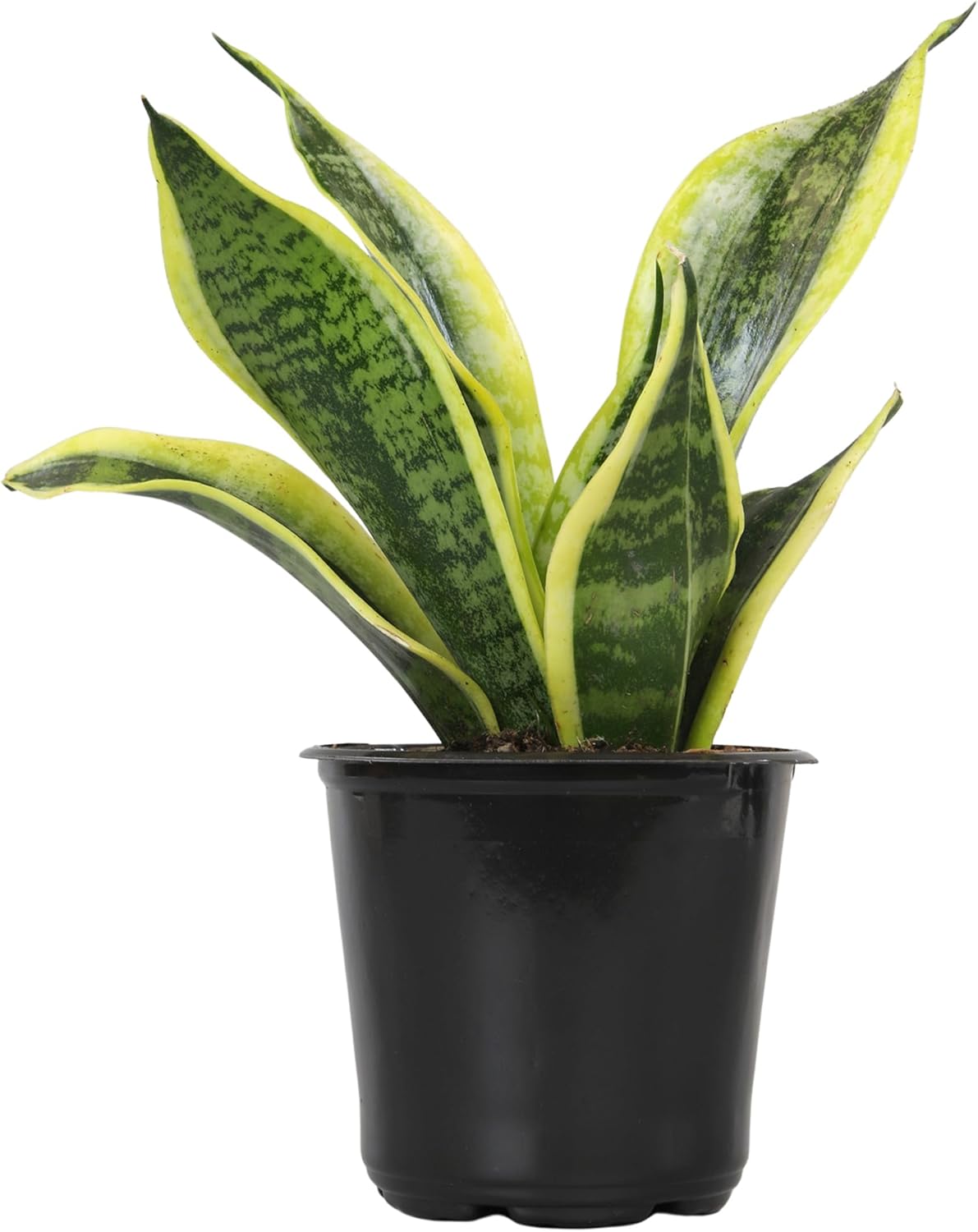 Live Plants Only $12.58 (Reg. $16.99) at Amazon