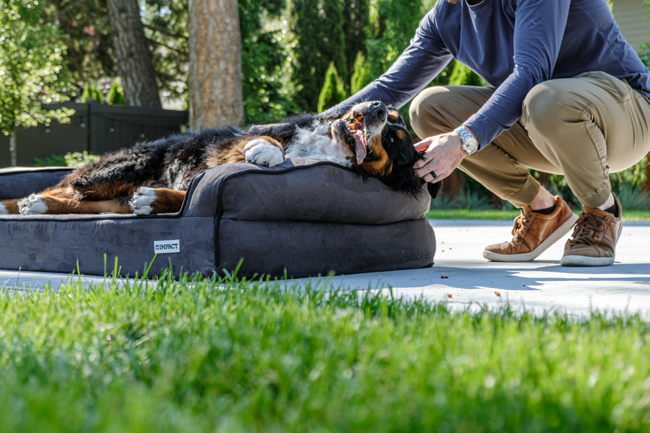 Orthopedic Dog Bed Only $34.26 (Reg. $46.99) at Amazon