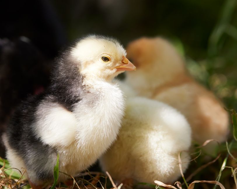 Chicken Salad Chick Only $17.76 at Chicken Salad Chick