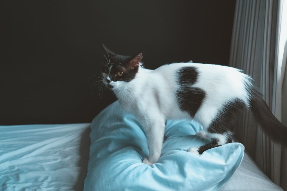 Pawz Microfiber Sheet Sets Only $13 (Reg. $30) at Walmart