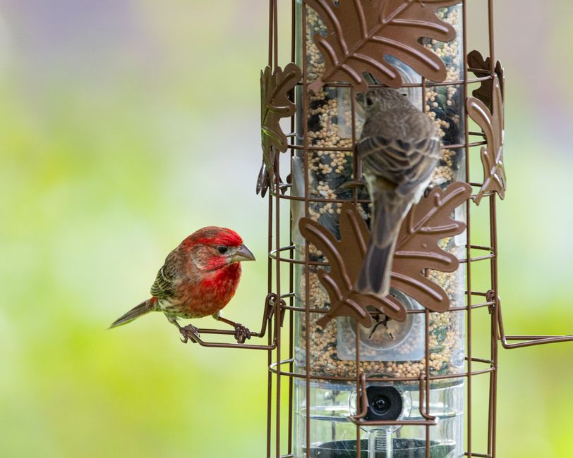 PHANCIR Hanging Bird Feeder Only $10 at Walmart