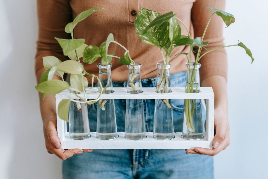 Citronella Candle & Plant Kit Only $10 (Reg. $20) at the Store