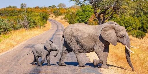 South Africa 11-Day Tour Only $2 (Reg. $3) at Apps