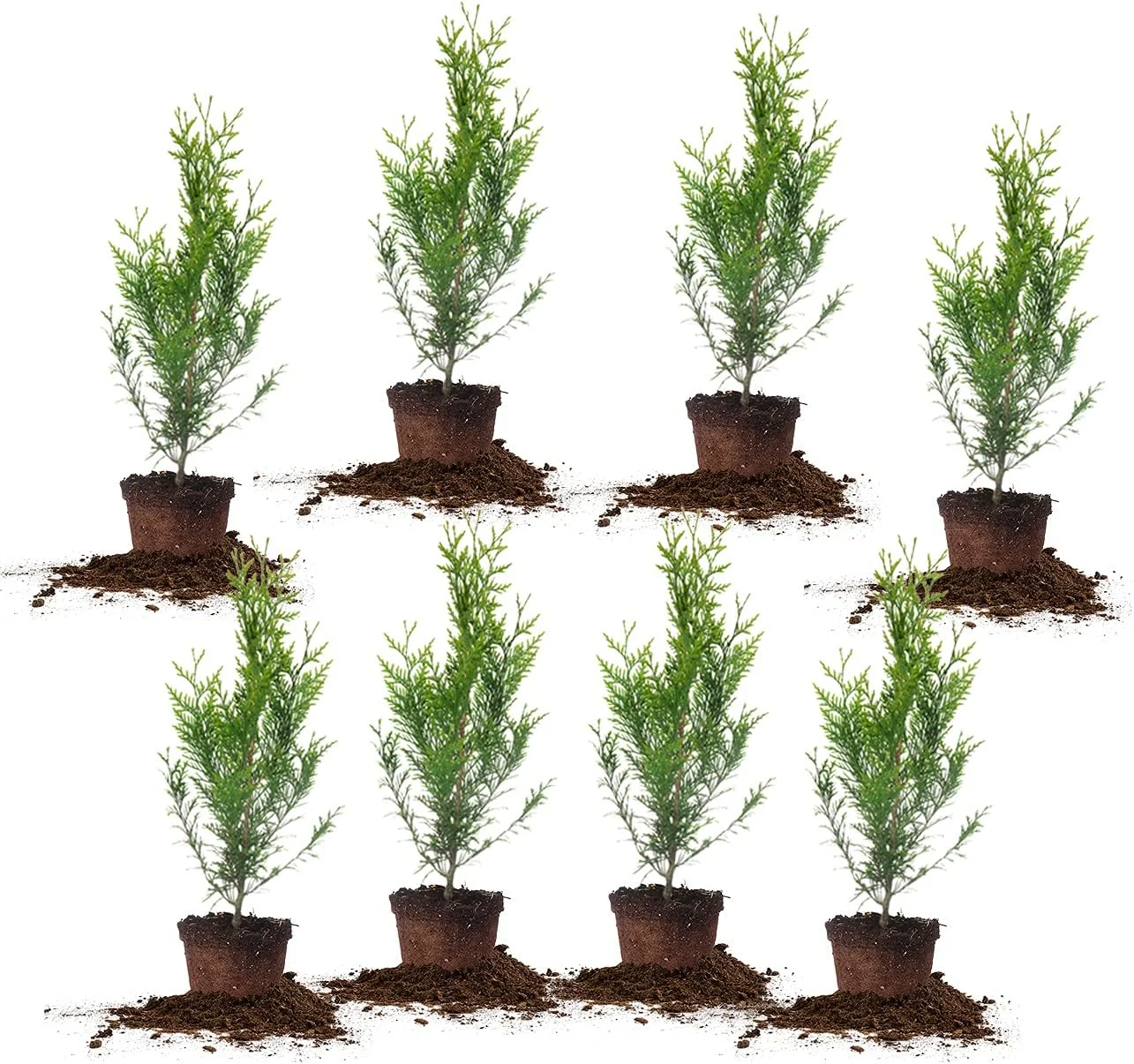 8-Pk Thuja Green Giant Only $69.06 (Reg. $82.60) at Amazon