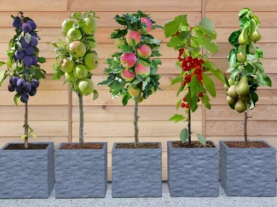 Live House Plants on Sale From $11.49 on Groupon (Free Shipping Included)