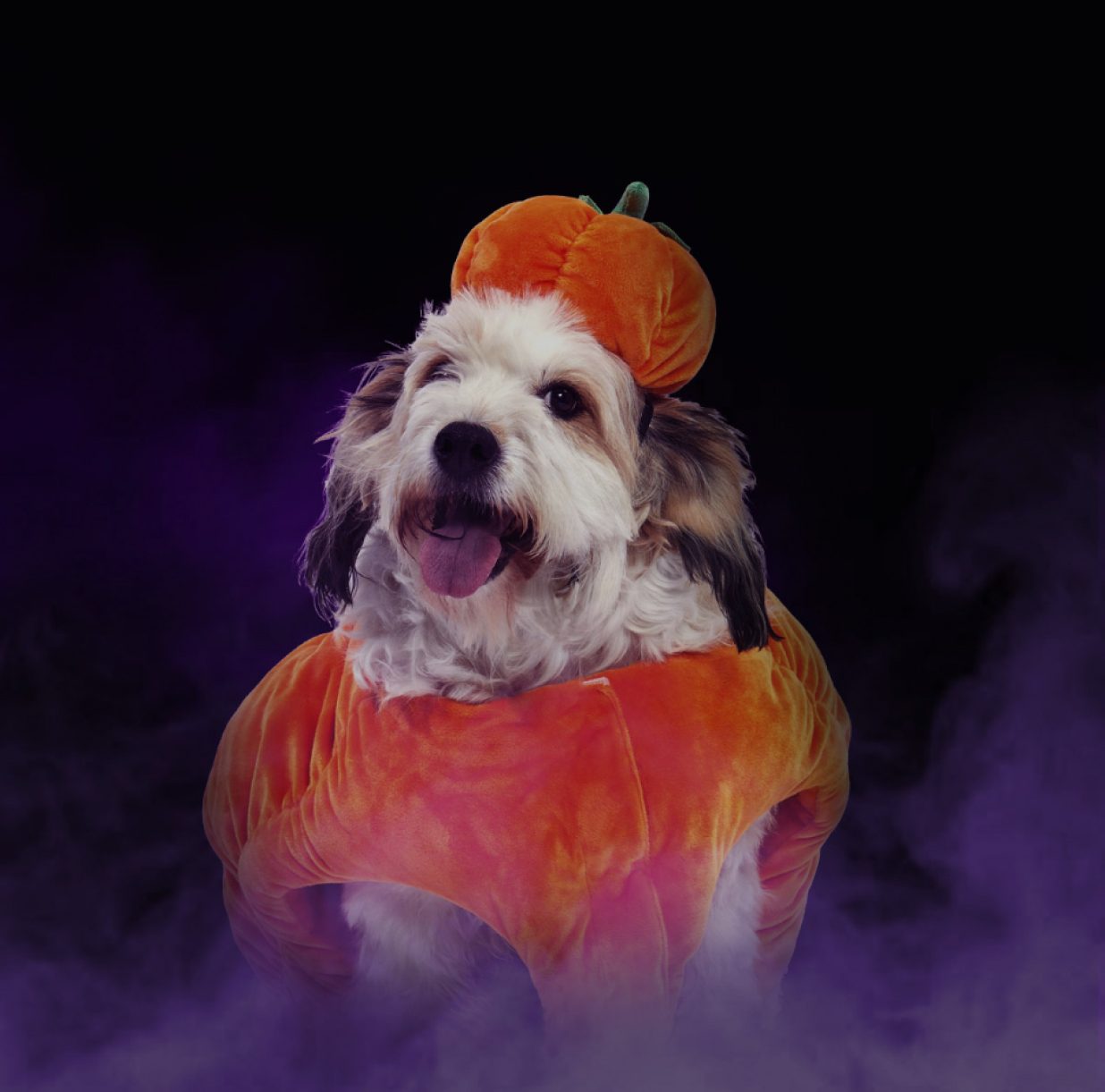 Spooky Petco Halloween Buckets Only $1.50 (Reg. $5) at Petco