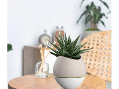 LiveTrends 1-Pack Ghastly Assorted Succulent Pot Only $9.98 at Lowe’s