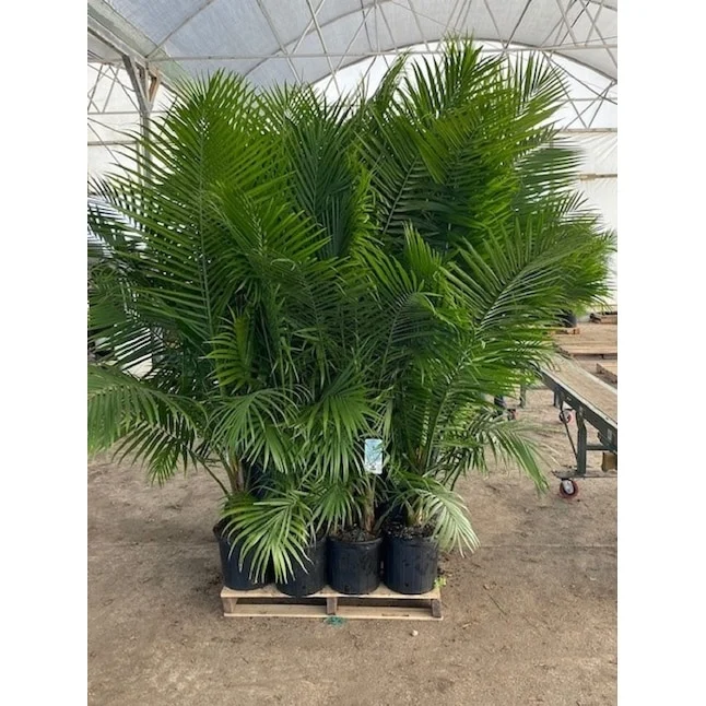 Trendy Majesty Palm Plant Just $14.98 at Lowes