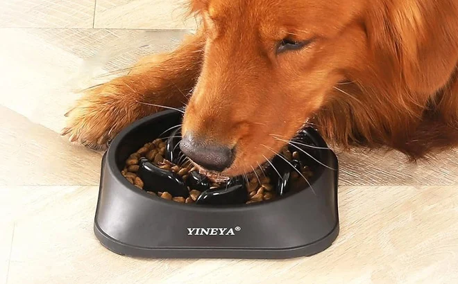 Slow Feeder Dog Bowl Deal