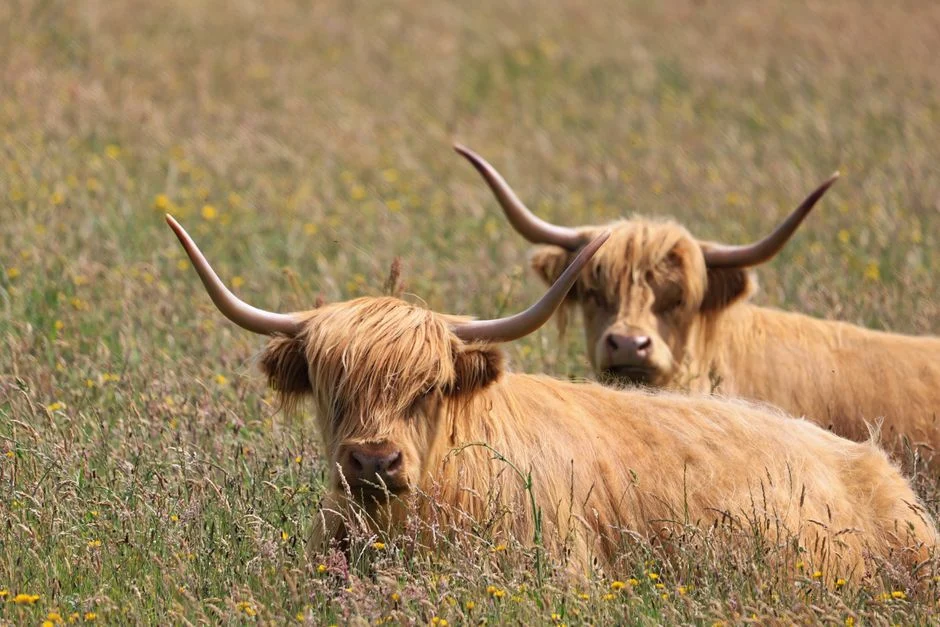 Mainstays Outdoor Solar Highland Cow Statue Only $11 (Reg. $16.93)