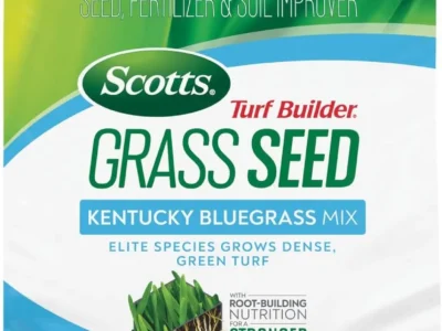 Scotts Turf Builder Grass Seed Only $11.xx (Reg. $31) at Amazon