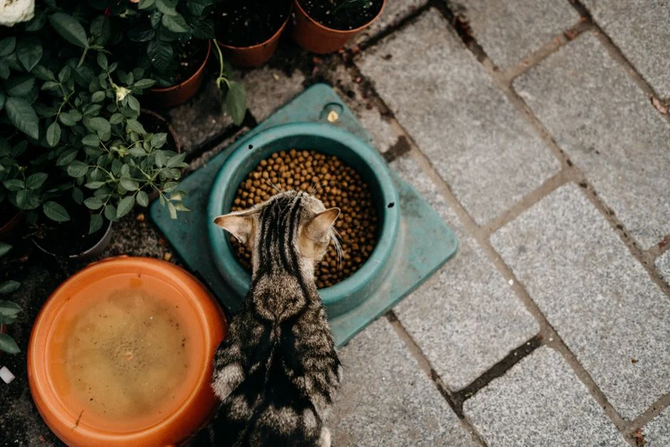 Meow Mix 13.5‑Lb Dry Cat Food Only $5.75 at Walmart