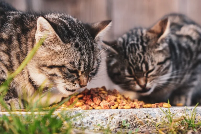 Free Prowess nulo Cat Food Sample at Socialsample