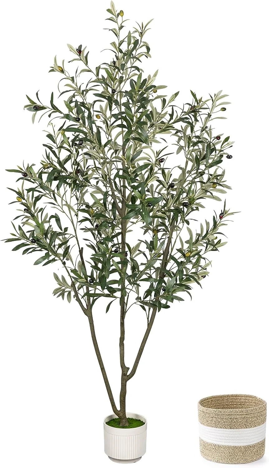 6FT Olive Tree Only $39.xx (Reg. $70) at Amazon