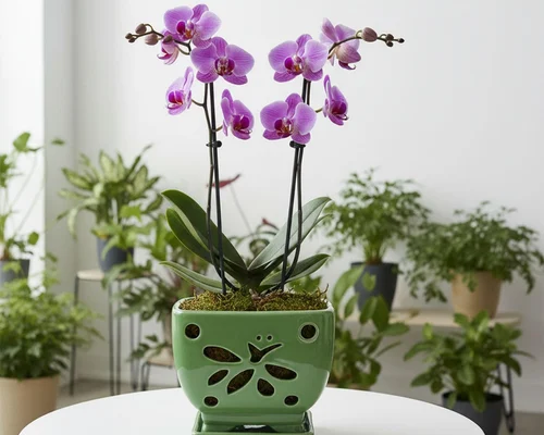 Orchid Pots with Holes $9.xx (Reg $20)