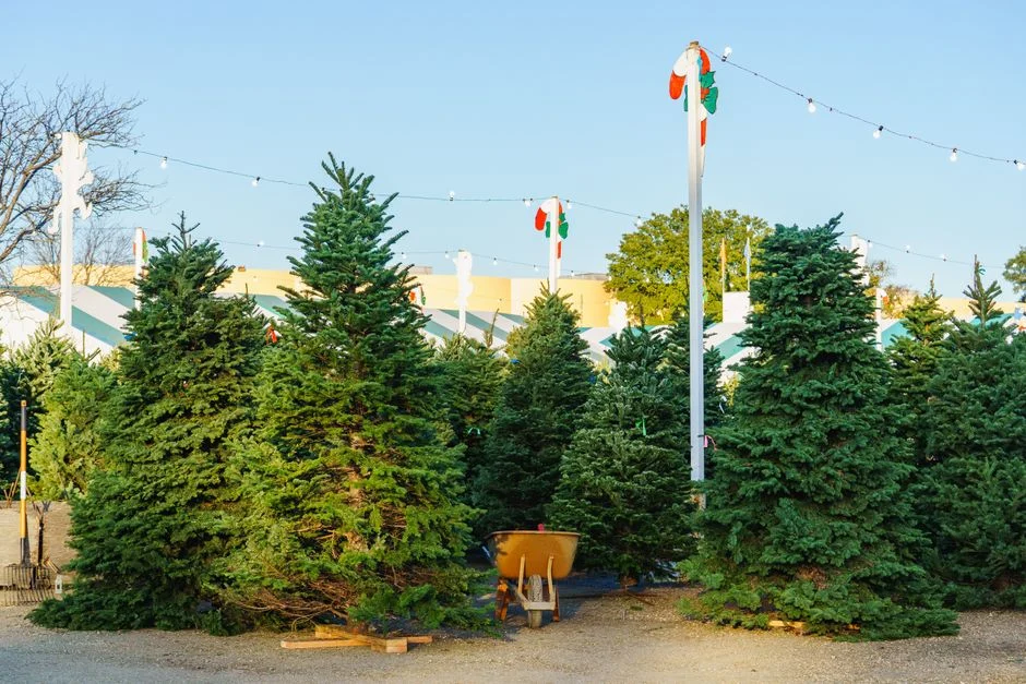 Christmas Tree Only $16 at Michaels