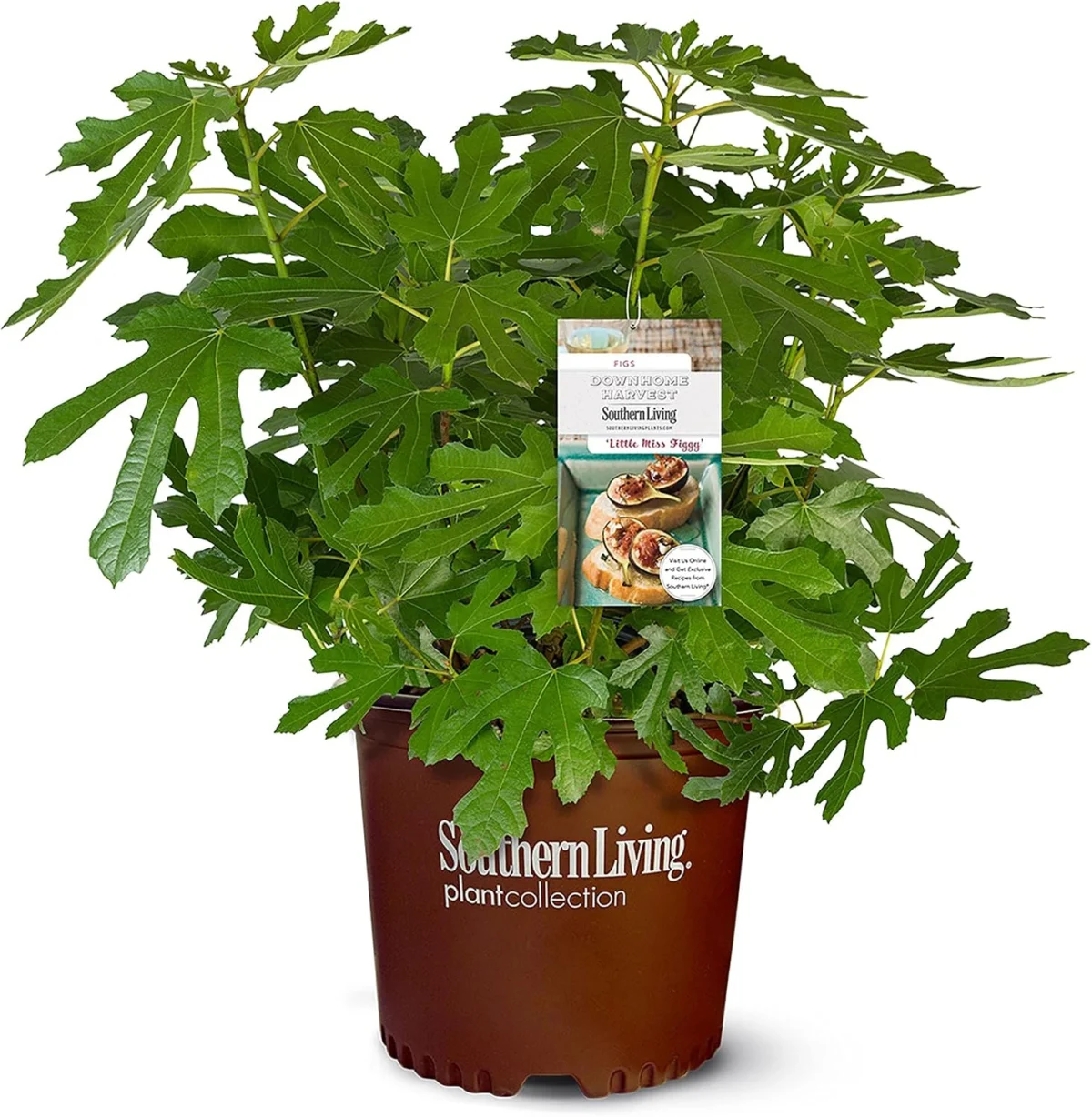 Southern Living Little Miss Figgy Plant Only $22.xx (Reg. $38)