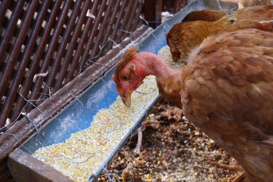 Vibrant Life Poultry Feed 40‑lb Bag Only $11 at Walmart – Great