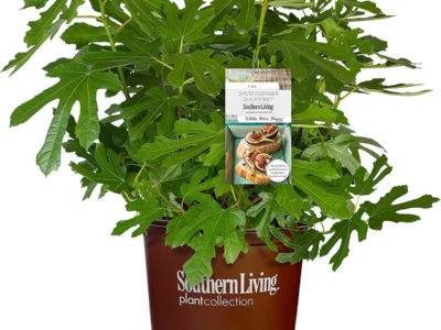 Southern Living 2 Gal. Little Miss Figgy Plant $22.xx at Amazon