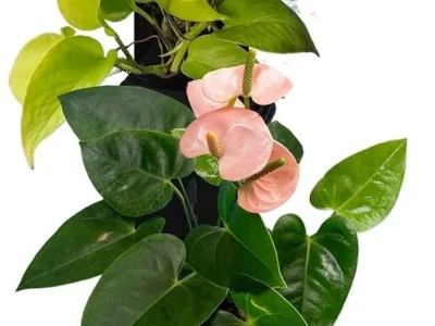 Tevatower Mini Smart Garden Only $62.xx (Reg. $149) at Amazon