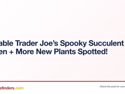 Trader Joe’s Spooky Succulent Garden Deal at Traderjoes