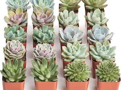 Live Mini Succulents 20-Pack for $27.xx at Amazon
