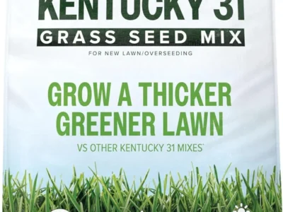 7lb Scotts Kentucky 31 Grass Seed Mix $15.xx at Amazon