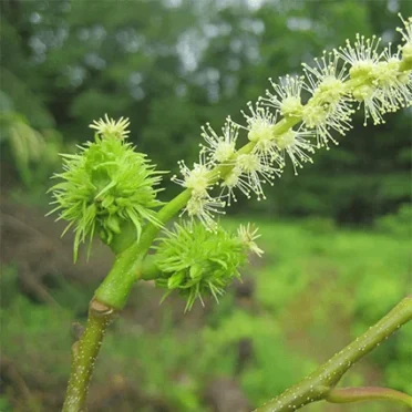 Chestnut Tree Seeds Deal at American Chestnut Restoration
