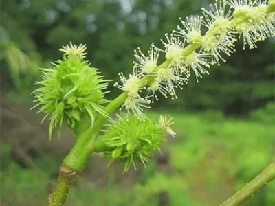 American-Chestnut-Tree-Seeds
